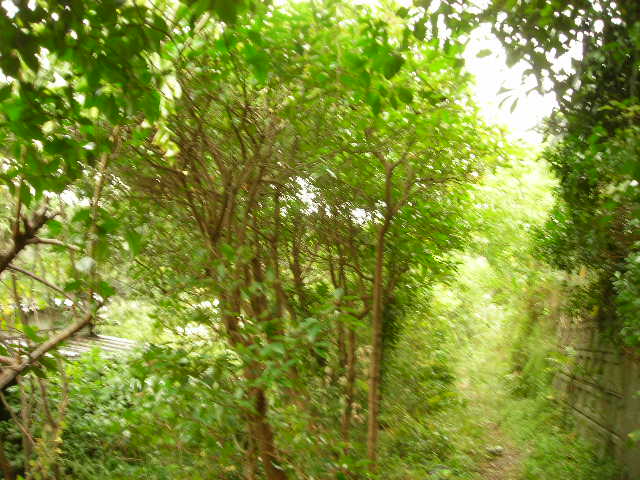 b0096418_1436733.jpg