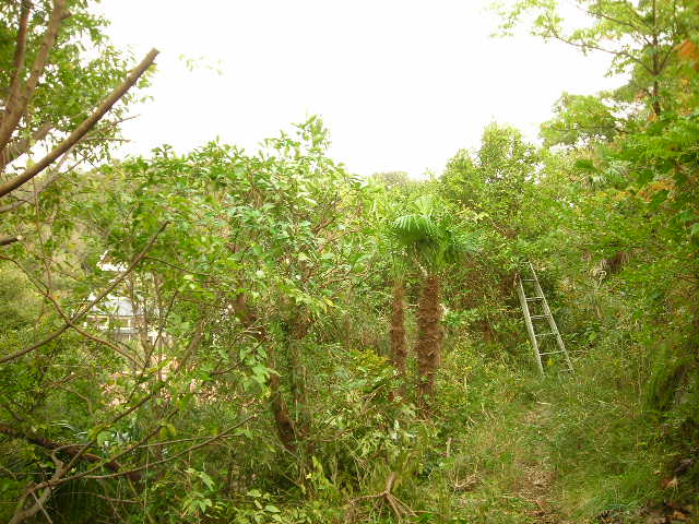 b0096418_14404139.jpg