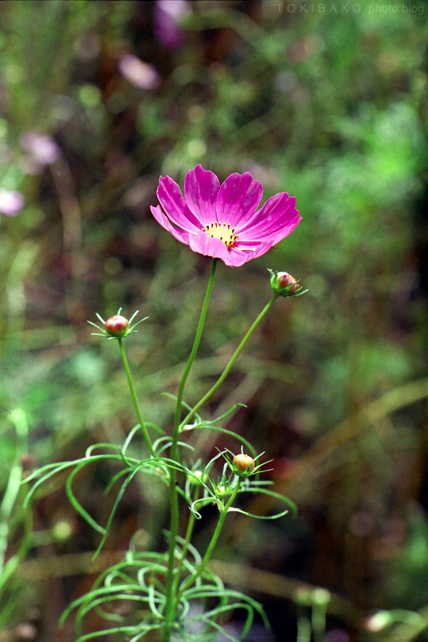 d0100156_1804616.jpg