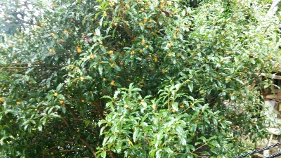 f0063356_9494511.jpg