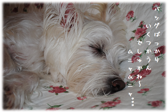 b0242873_23593242.png