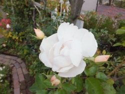 c0078586_21151279.jpg