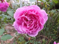 c0078586_21161423.jpg