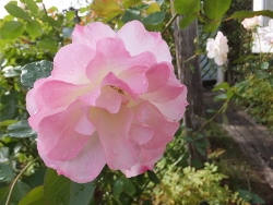 c0078586_2125137.jpg