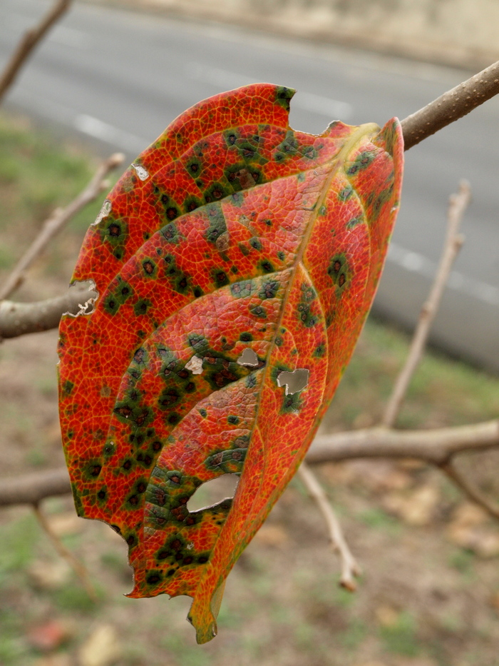 c0281841_12154070.jpg