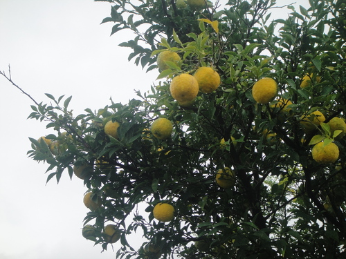 c0108460_1575326.jpg