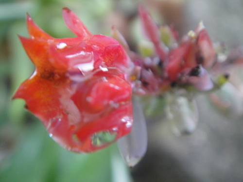 c0108460_1594320.jpg