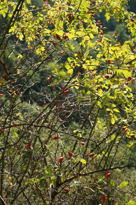 b0120269_18592079.jpg