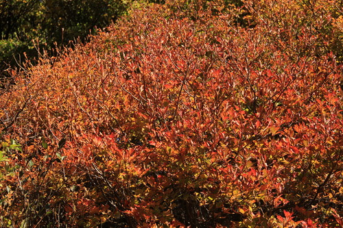b0286982_10594795.jpg