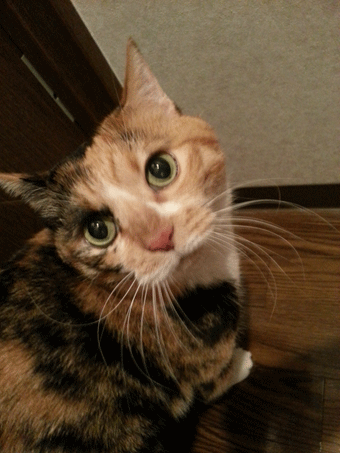 c0011300_2102774.gif