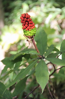 a0188405_813519.jpg