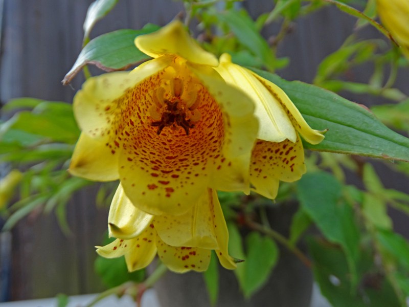 c0042418_8295452.jpg