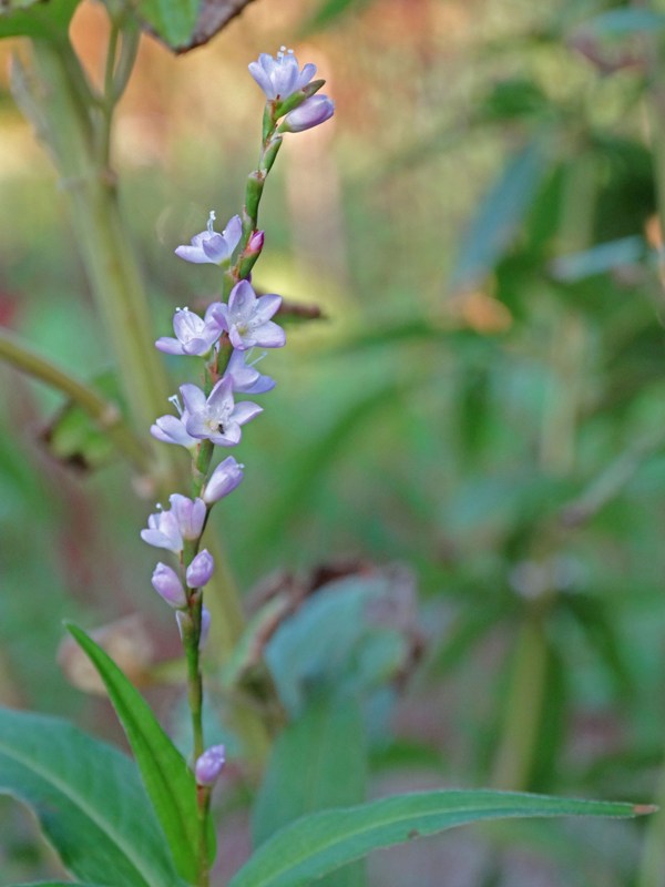 c0042418_831569.jpg