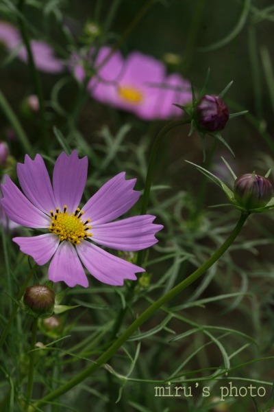 c0037519_982987.jpg