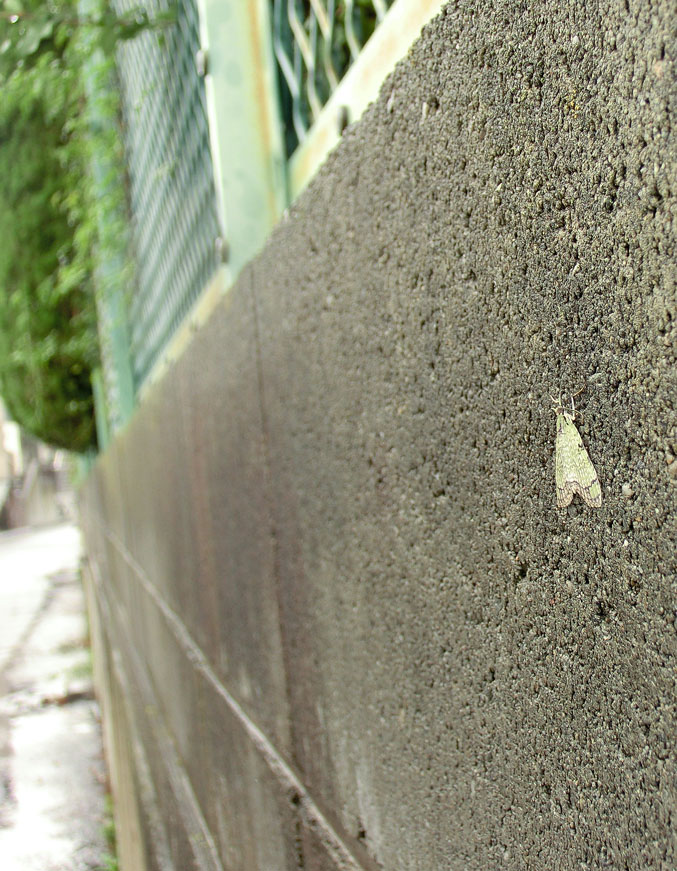 a0126632_18481278.jpg