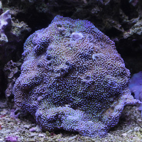 d0221436_2054457.jpg