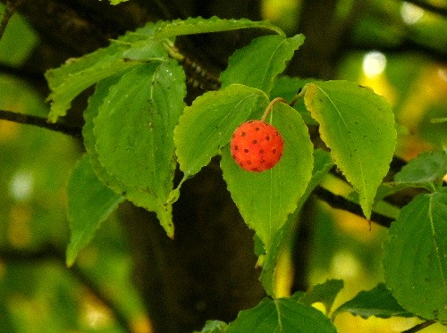 d0084473_1918772.jpg