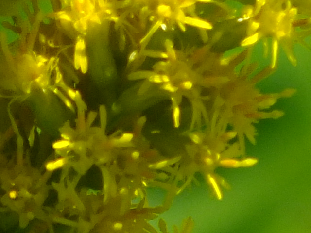 e0145782_10224167.jpg