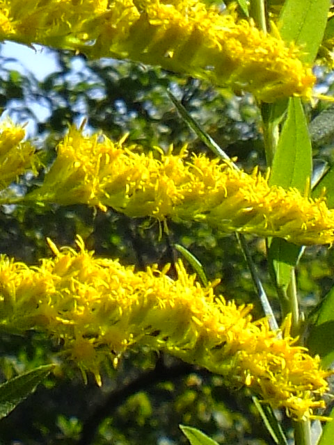 e0145782_10225014.jpg