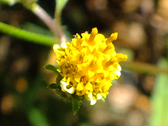 e0145782_10233999.jpg