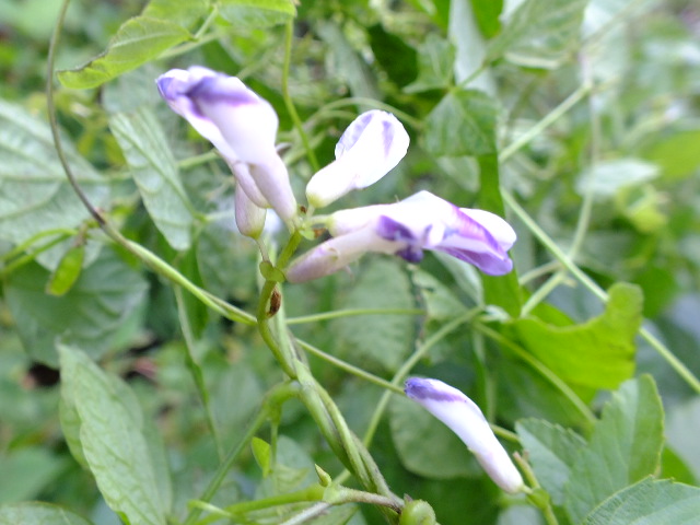 e0145782_102482.jpg