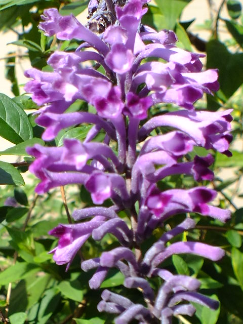 e0145782_1025463.jpg