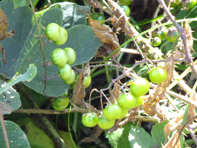 e0145782_1026665.jpg