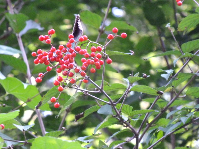 e0145782_1027176.jpg
