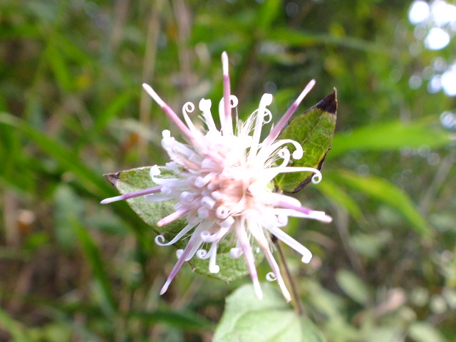 e0145782_10282767.jpg
