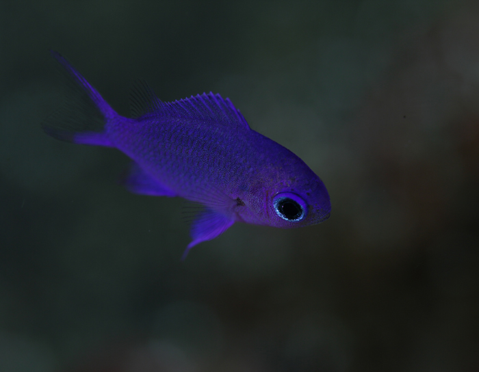 d0039027_12241924.jpg