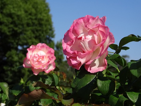 b0299042_2258105.jpg