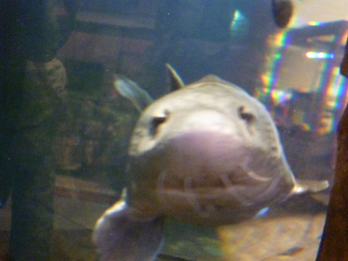 a0308646_741716.jpg