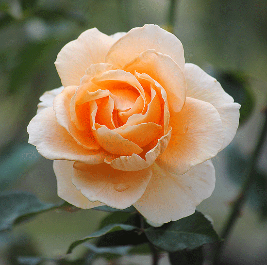 a0001354_072724.gif