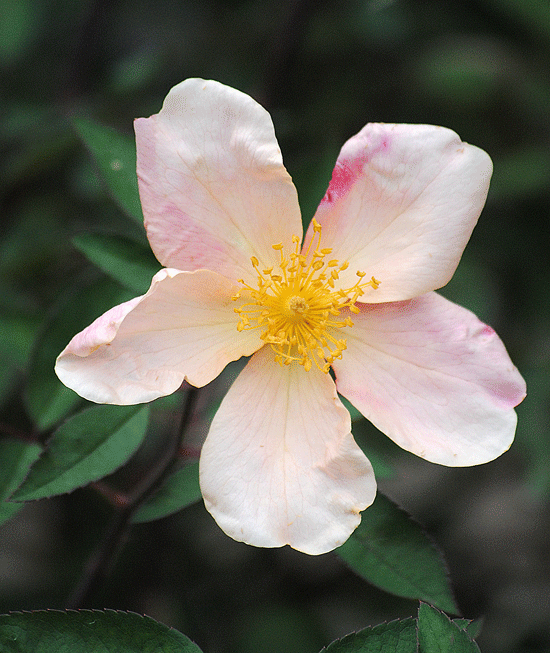 a0001354_083020.gif