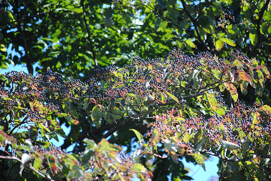 a0001354_23374925.gif