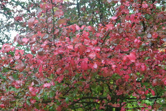 c0080861_1156278.jpg