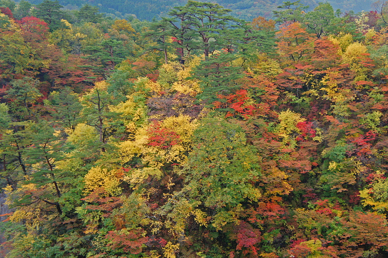 e0006964_11255018.jpg