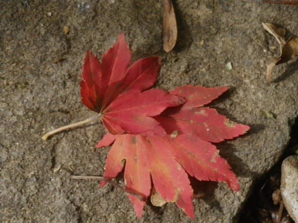 d0010065_1750878.jpg