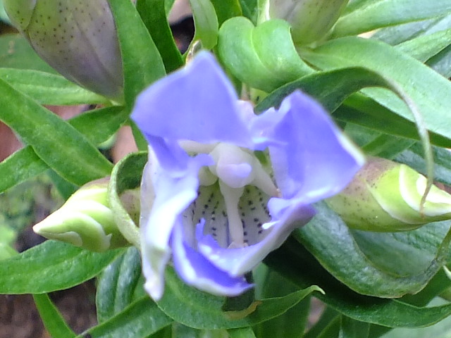 e0145782_6204571.jpg