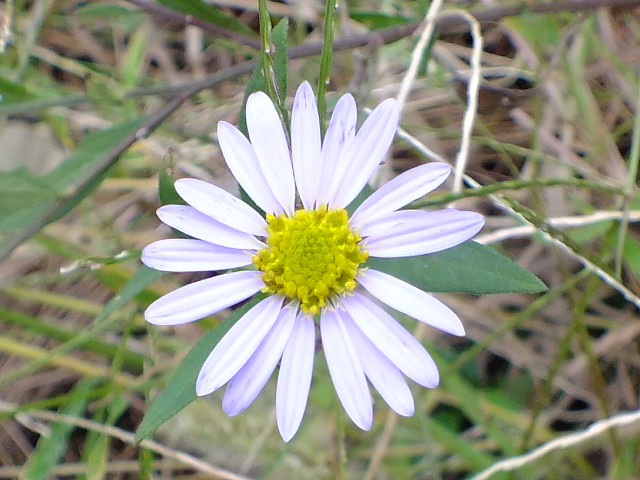 e0145782_6222773.jpg