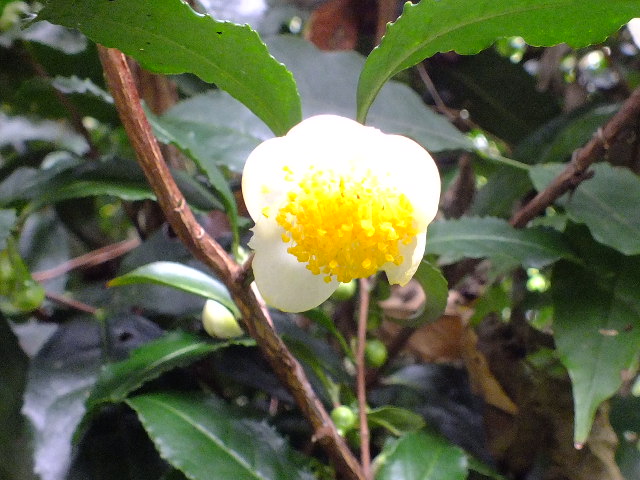 e0145782_6233381.jpg