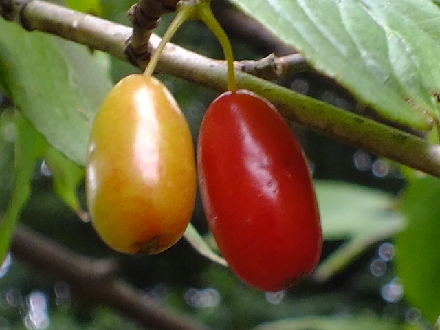 e0145782_6291783.jpg