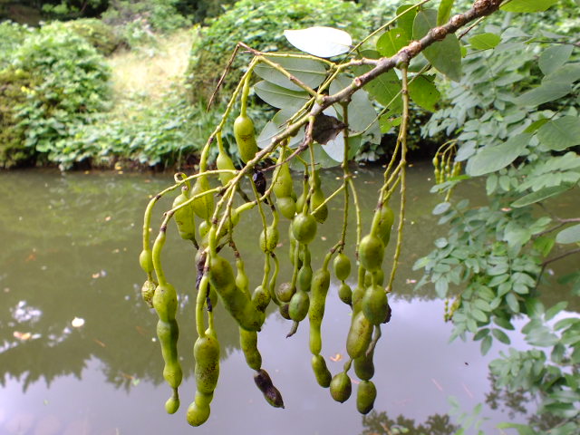 e0145782_6302273.jpg