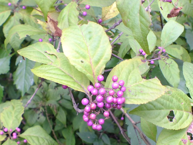 e0145782_6312495.jpg