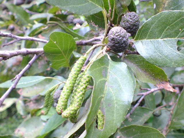 e0145782_632568.jpg