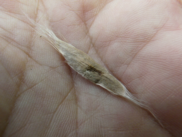 e0145782_6331897.jpg