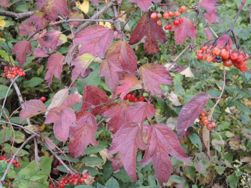 f0100593_2259514.jpg