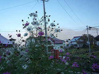 c0189218_7402043.jpg
