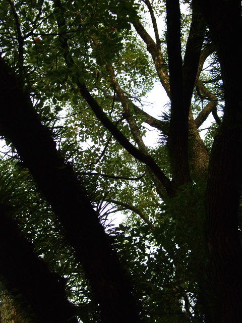 e0136420_8422566.jpg