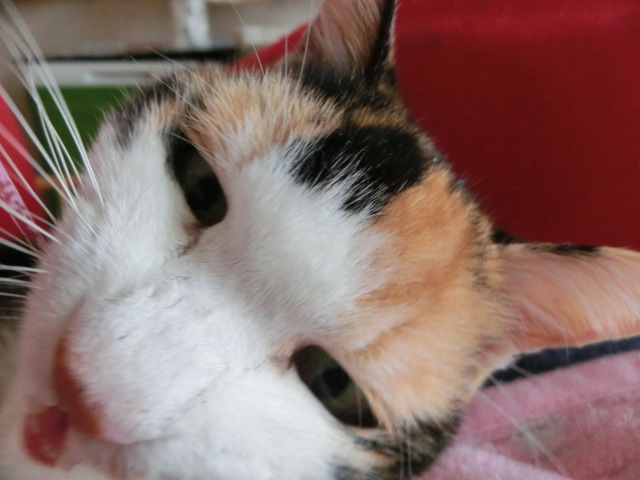 c0194042_1348212.jpg